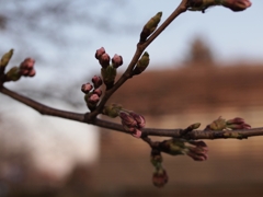 桜の蕾 近影