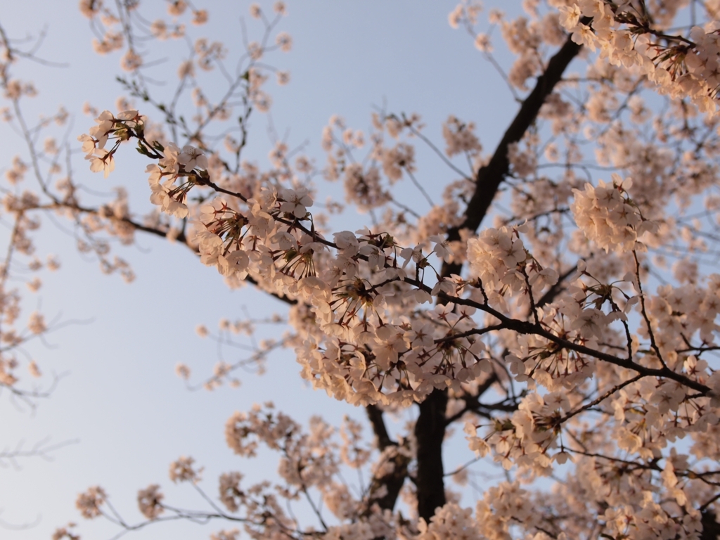 桜花