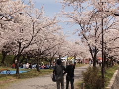 桜並木