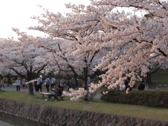 夕日と桜