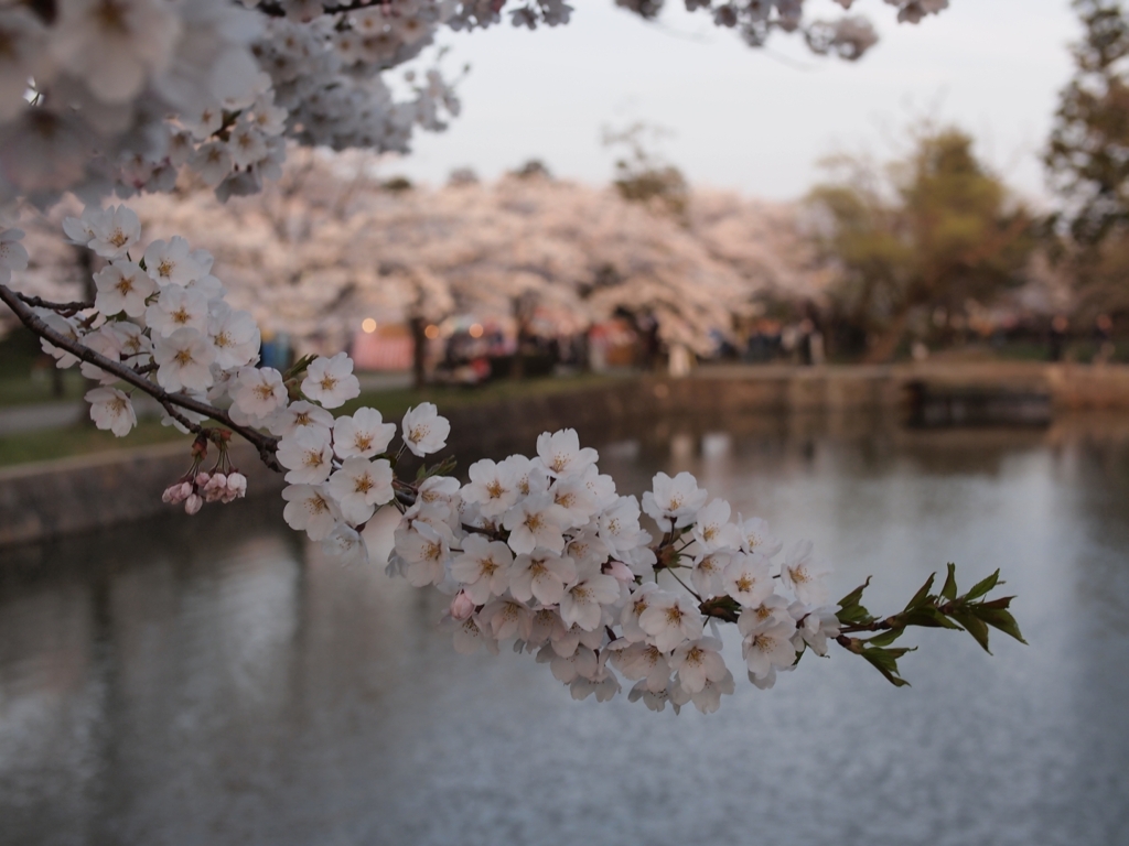お堀の桜