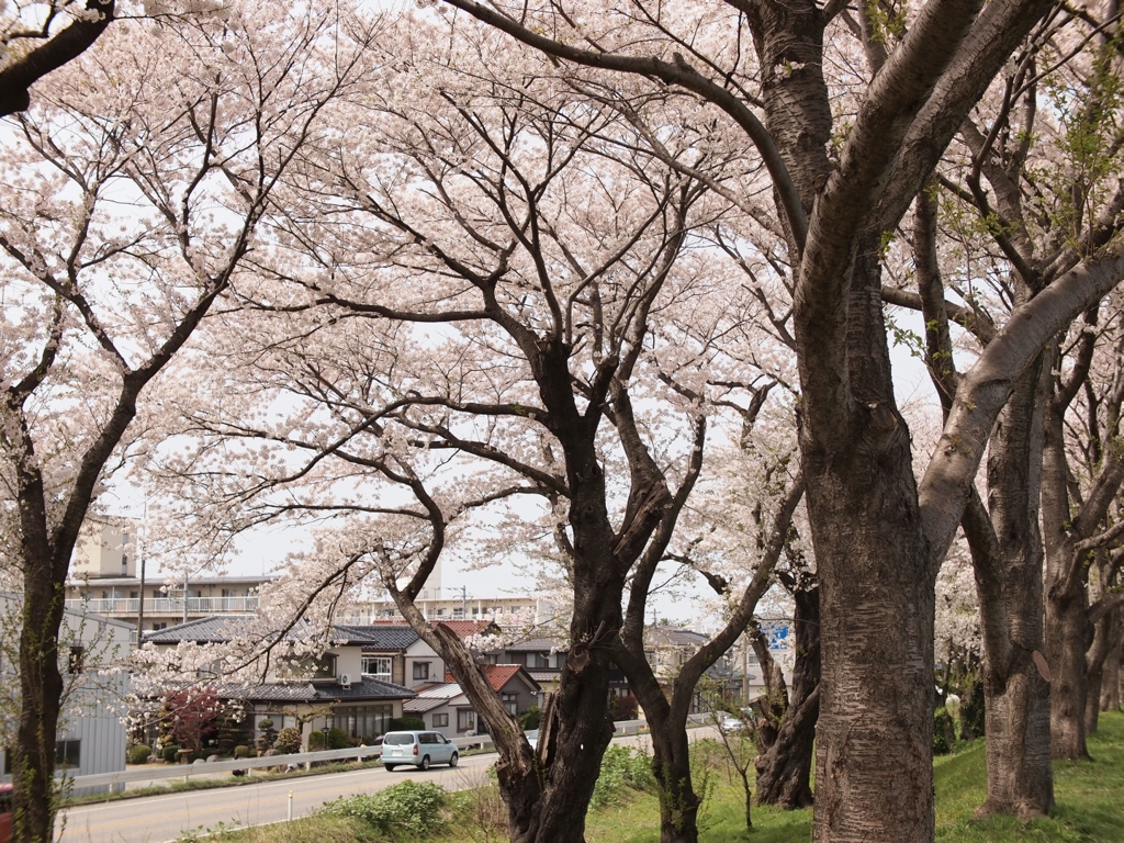 桜の見守る道