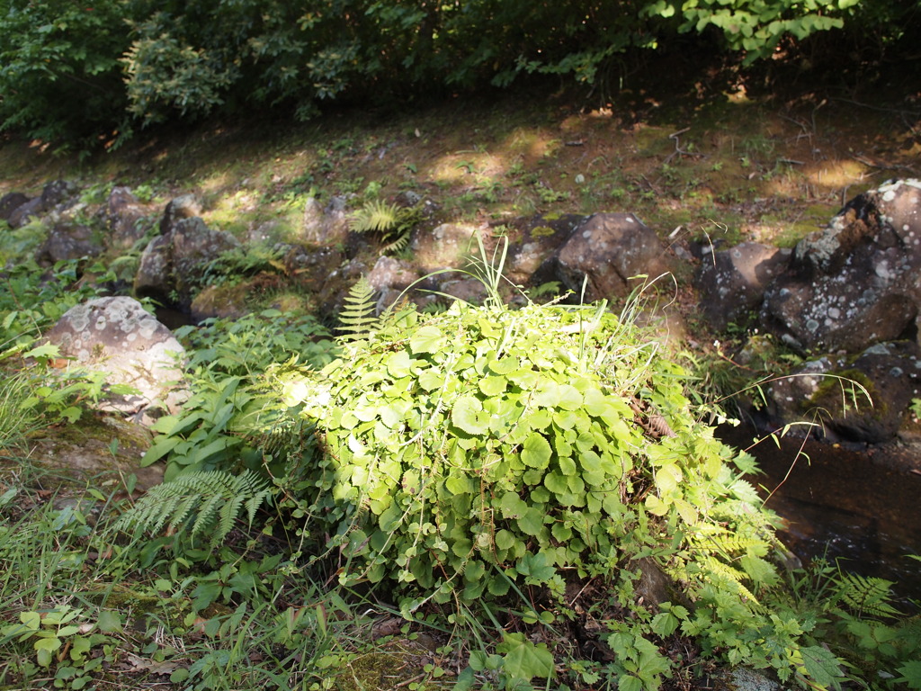 雑草の盛り合わせ