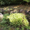 雑草の盛り合わせ