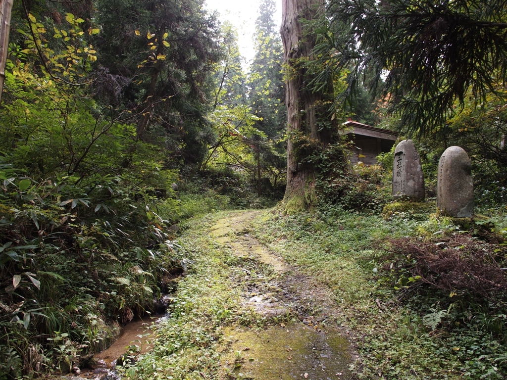 自然溢れる参道