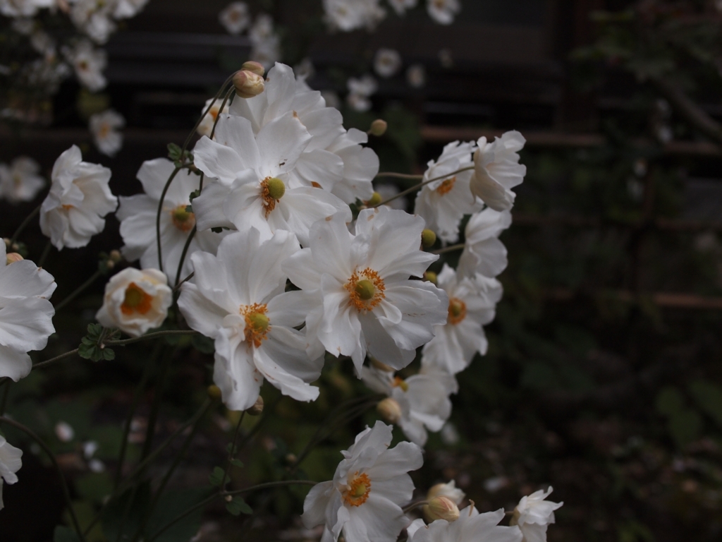 白花