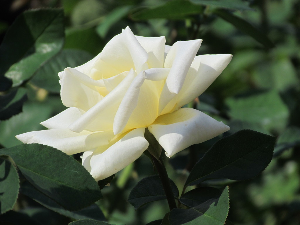 白いバラ