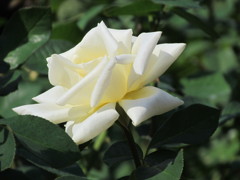 白いバラ