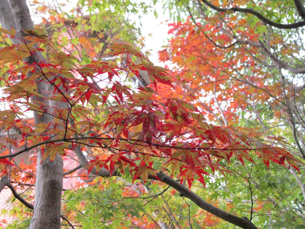 もう直ぐ　紅くなります