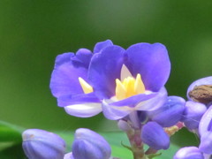 紫色の　小さな花