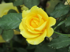 黄色いバラ