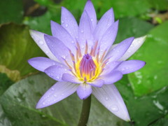  　薄紫色のスイレン
