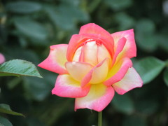 赤と薄黄色のバラ