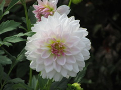 白っぽい　ダリア