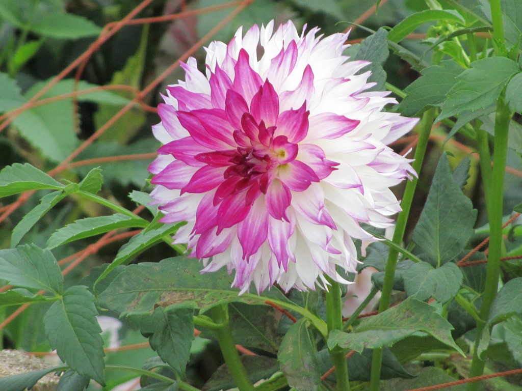 花の上が　赤っぽい　ダリア