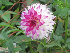 花の上が　赤っぽい　ダリア