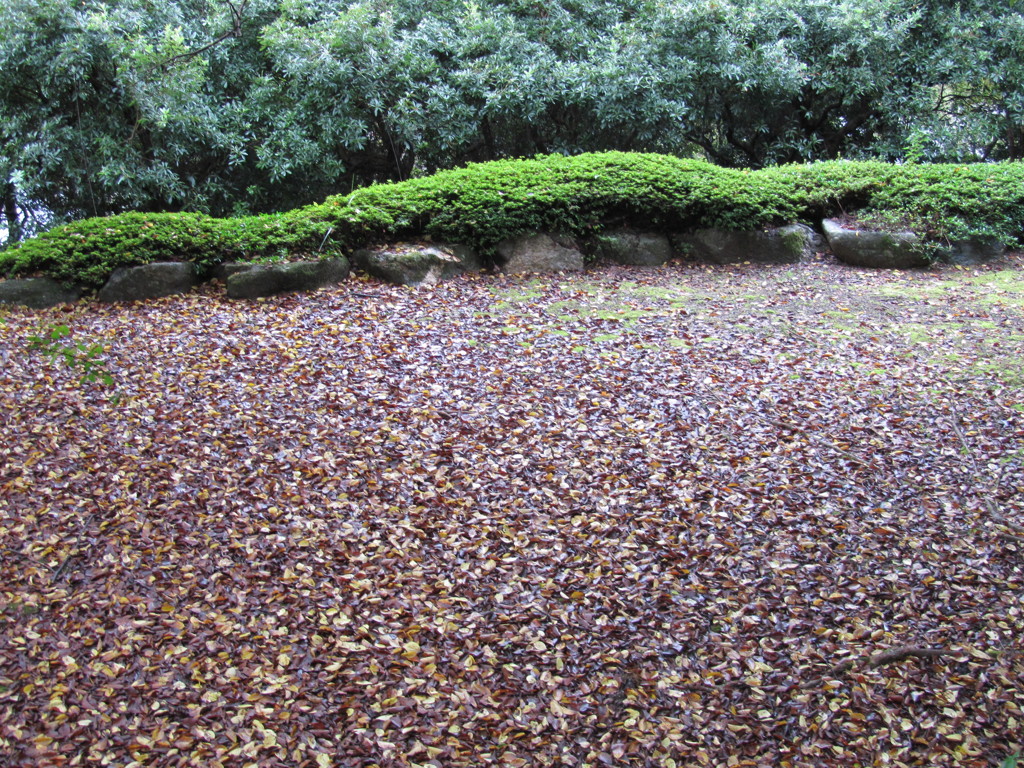 落ち葉