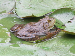 カエル