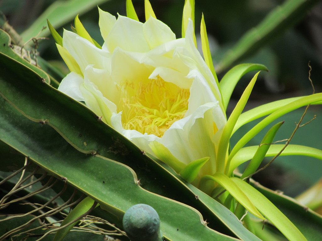 ドラゴンフル－ツ　の花