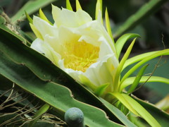 ドラゴンフル－ツ　の花