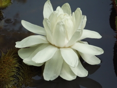 オオオニバスの花