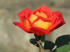 赤っぽい　バラ