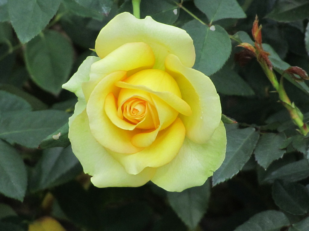 薄黄色のバラ