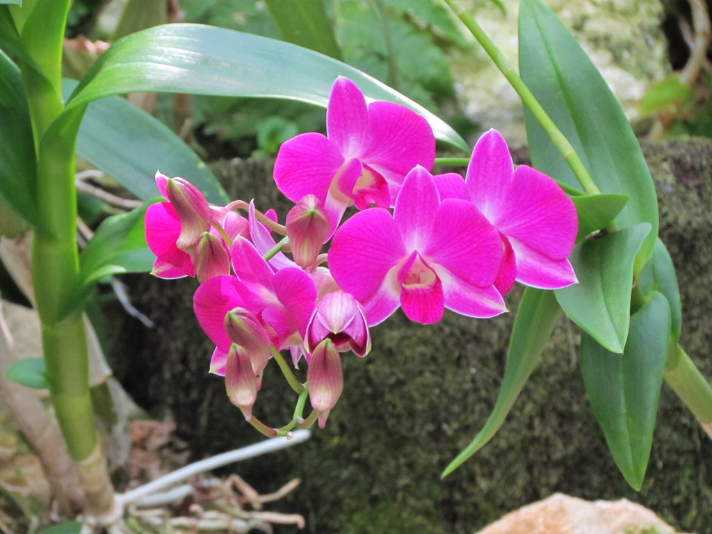 赤っぽい　ラン