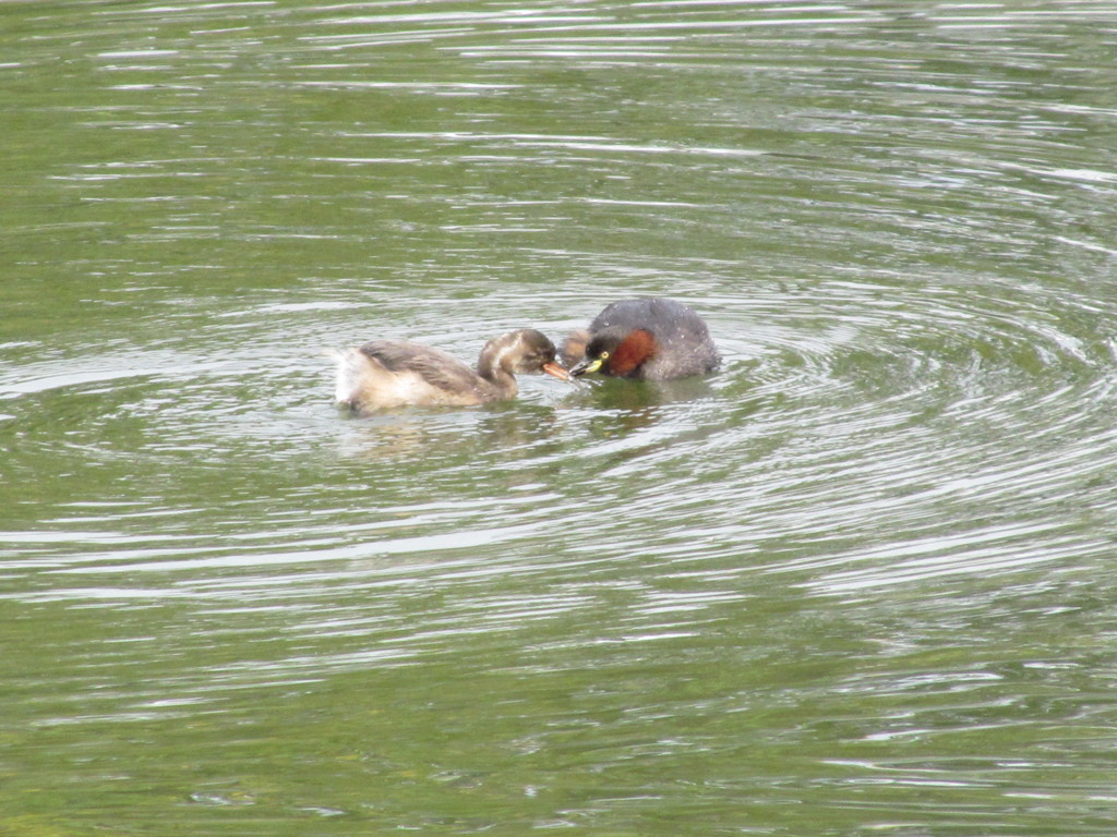 カイツブリ　親子