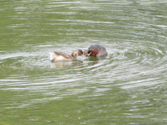 カイツブリ　親子