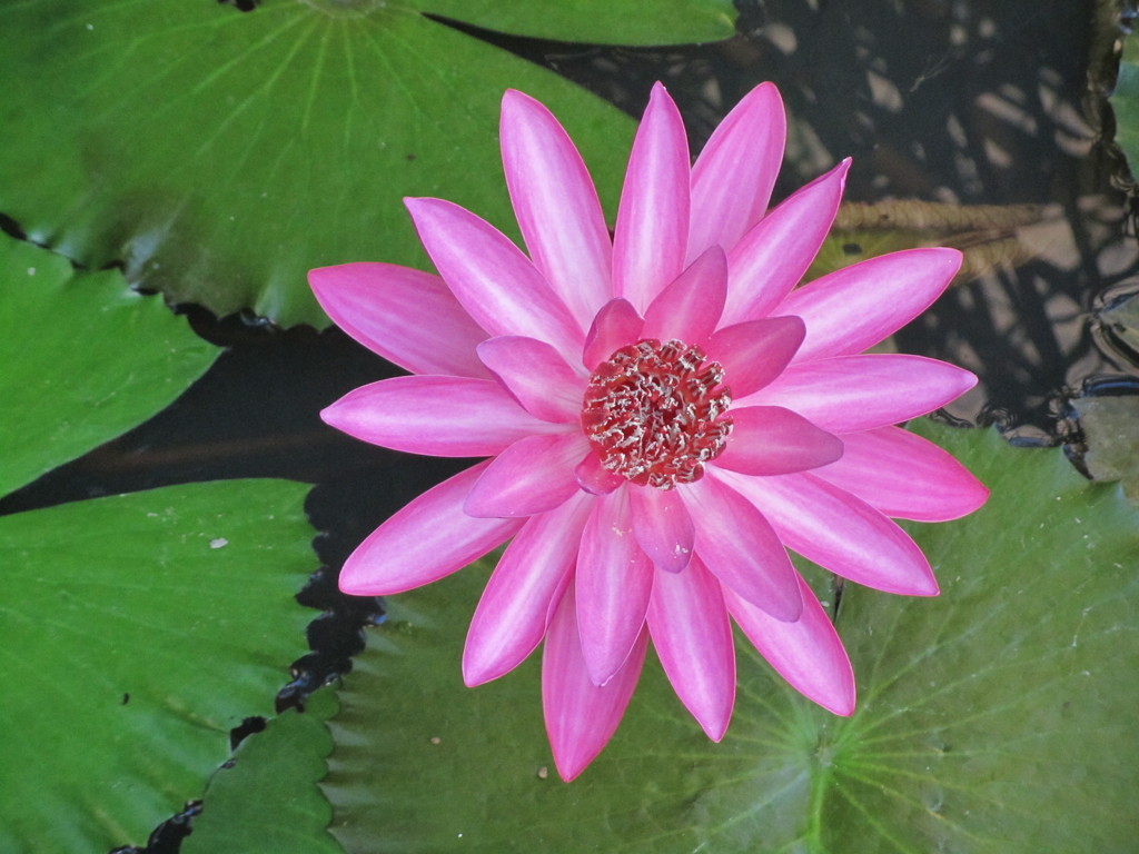 ピンクの　スイレン