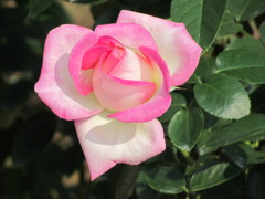ピンクっぽい　バラ