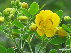 カッシア・スラッテンシス