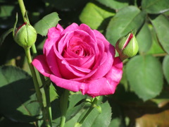 赤っぽい　バラ