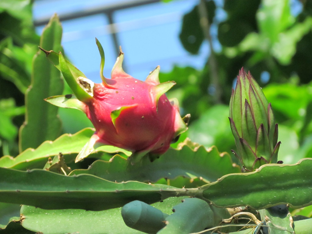 ドラゴンフル－ツ