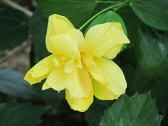 八重のハイビスカス