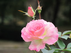 薄い　ピンク色のバラ