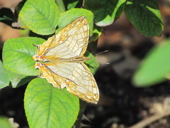 イシガケチョウ