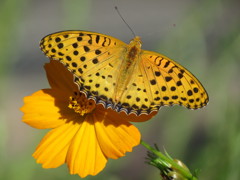 ツマグロヒョウモン