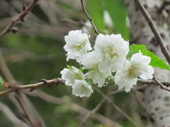 ジュウガツザクラ