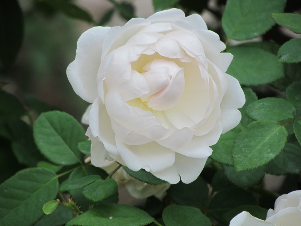 白いバラ