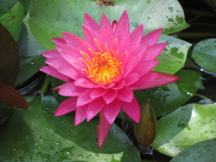 赤い　スイレン