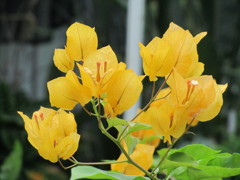  　濃い　黄色の　ブ－ゲンビレア