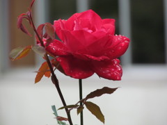 赤いバラ