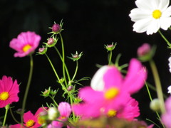 コスモスの蕾