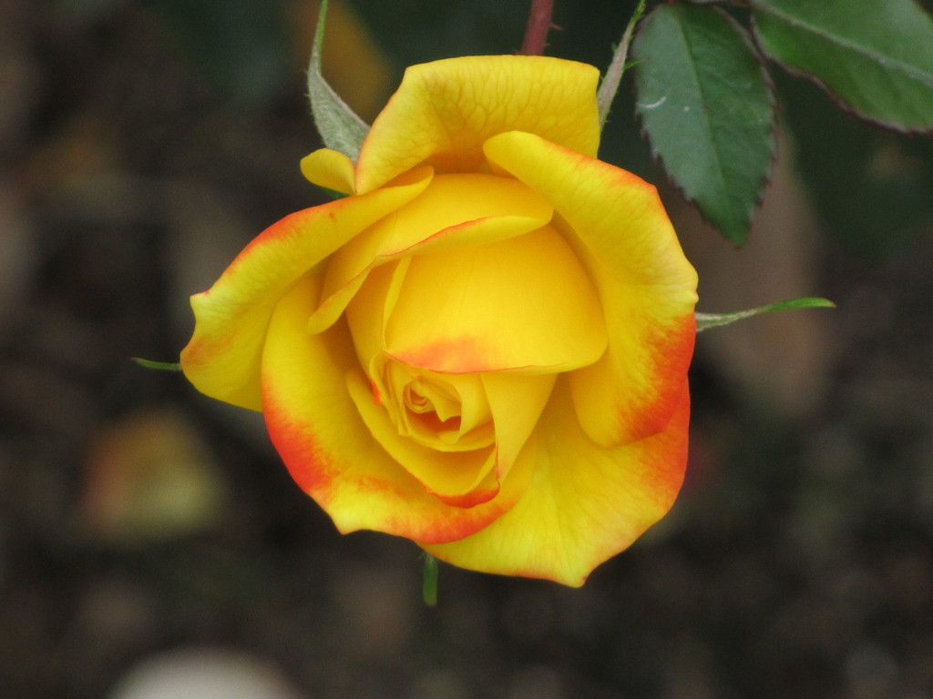 濃い　黄色のバラ