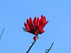 アメリカデイゴ