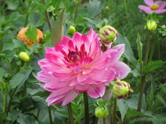 ピンク色のダリア