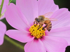 コスモスとハチ