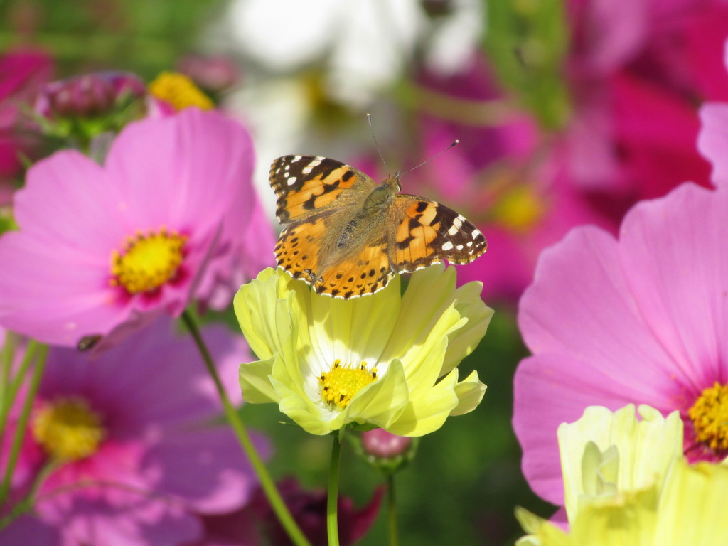 ヒメアカタテハ